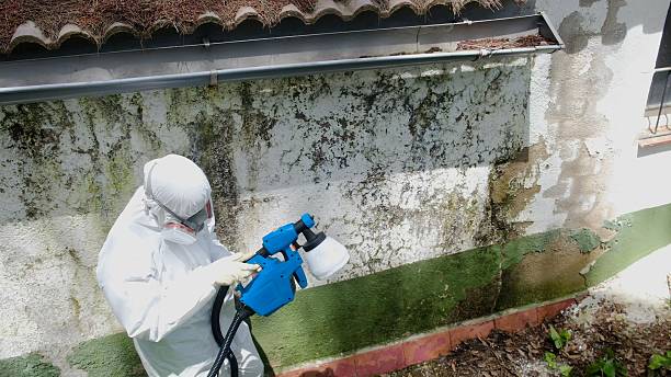 Top rated local Mold Testing specialists in Culpeper, VA